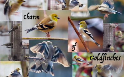 A Charm of Goldfinches