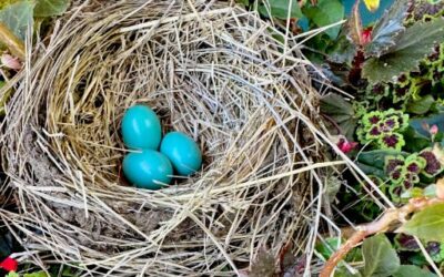 In Praise of Homemakers: Robin Egg Blue, A Holey Table and the Song of the Lark